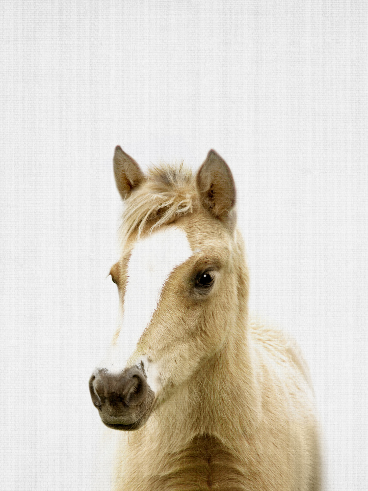 Gentle Baby Horse by Lila & Lola — canvas wall art