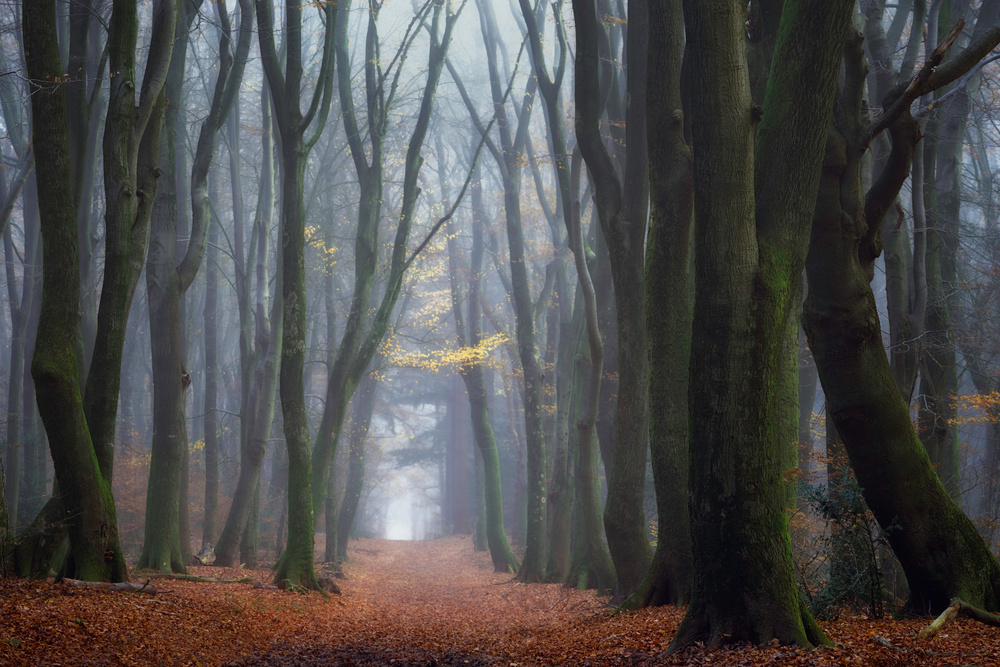 Misty Autumn Forest Path by Ellen Borggreve — canvas wall art