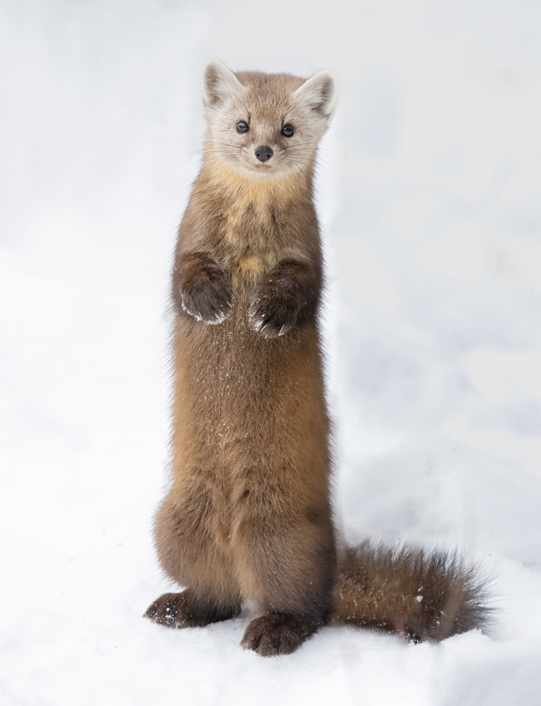 Curious Marten in Snow by Jasmine Suo — canvas wall art