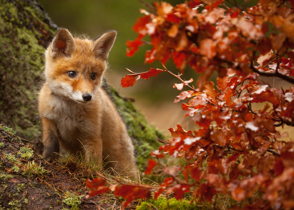 Adorable Autumn Fox by Robert Adamec — canvas wall art