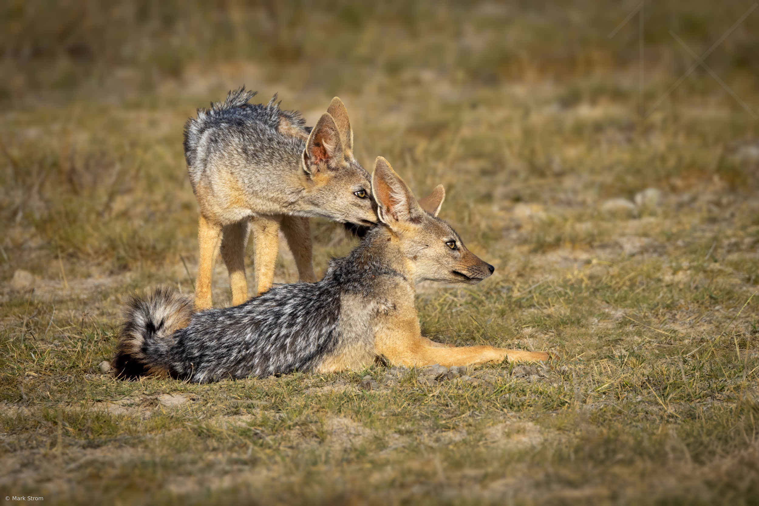Pair of Jackals