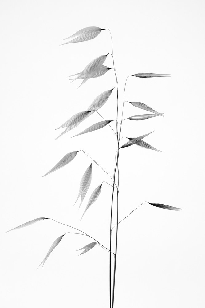Delicate Oat Stems by Thierry Lagandré (Transgressed Light) — canvas wall art