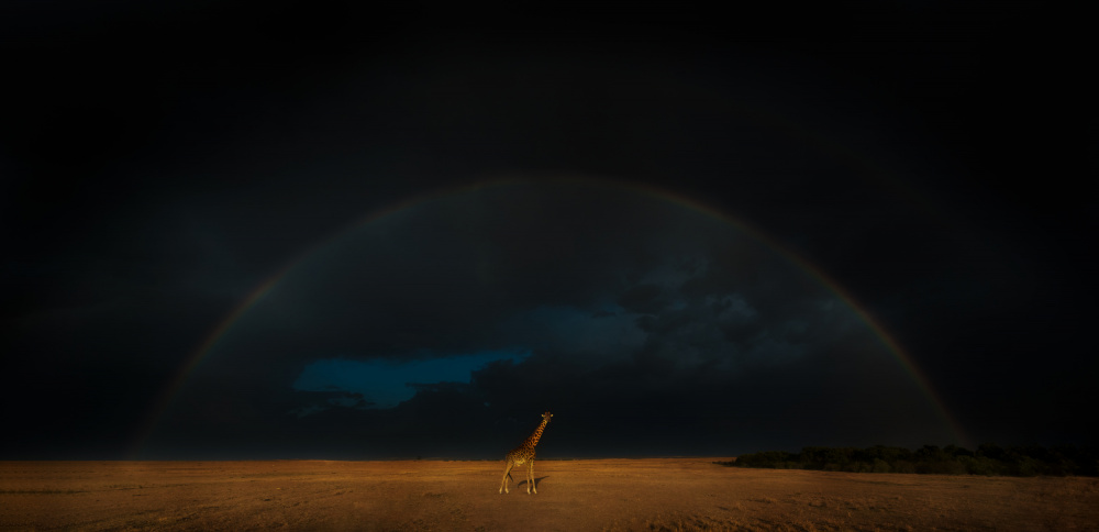 Giraffe Under Rainbow Sky by MIN LI — canvas wall art