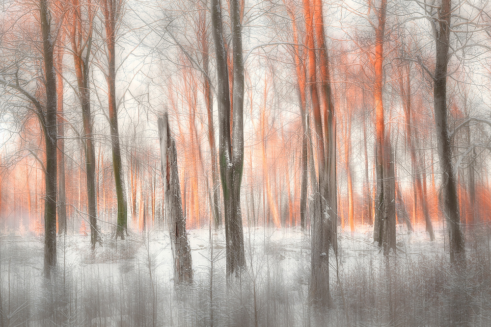 Orange Forest Glow by Gustav Davidsson — canvas wall art
