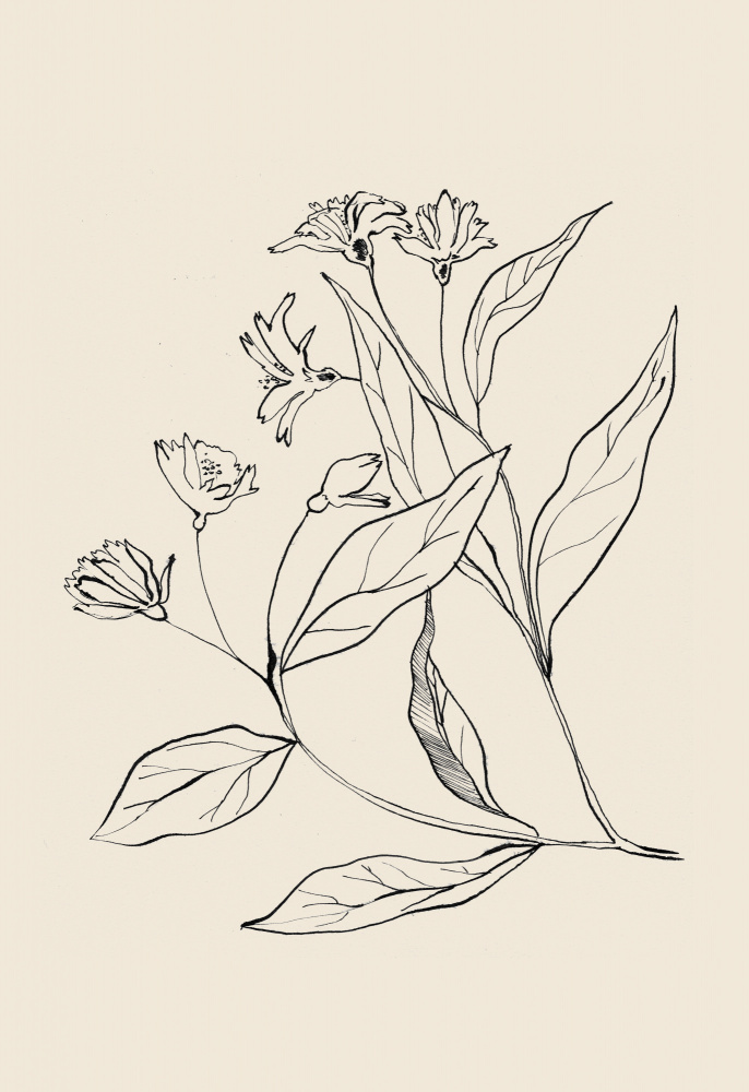 Delicate Botanical Drawing by Catalina Somolinos — canvas wall art