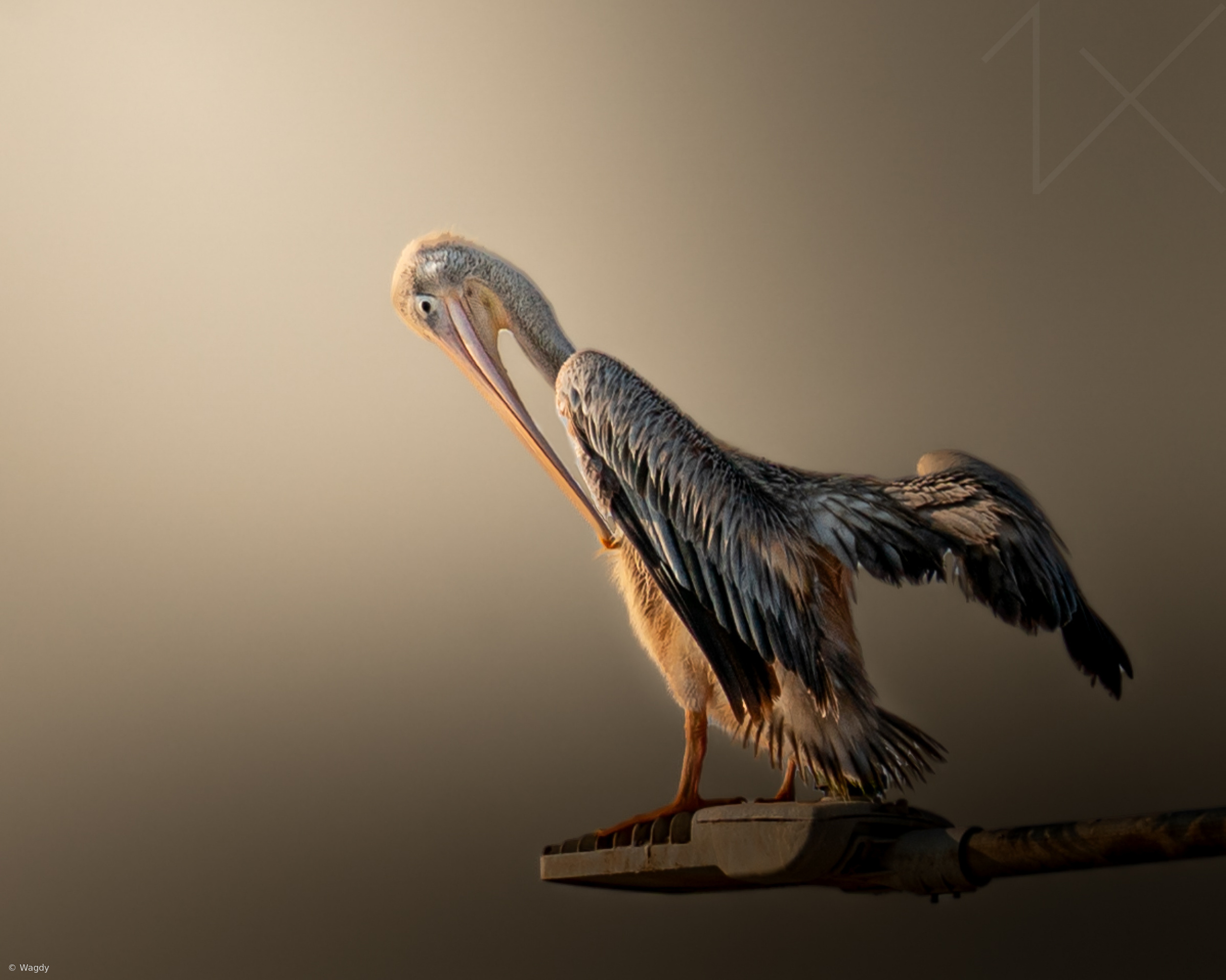 The Pelican Philosopher.