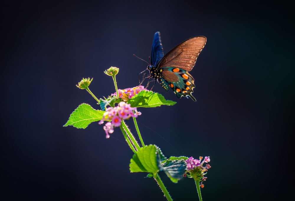 Blue Butterfly Pink Blooms by Serena Duan — canvas wall art