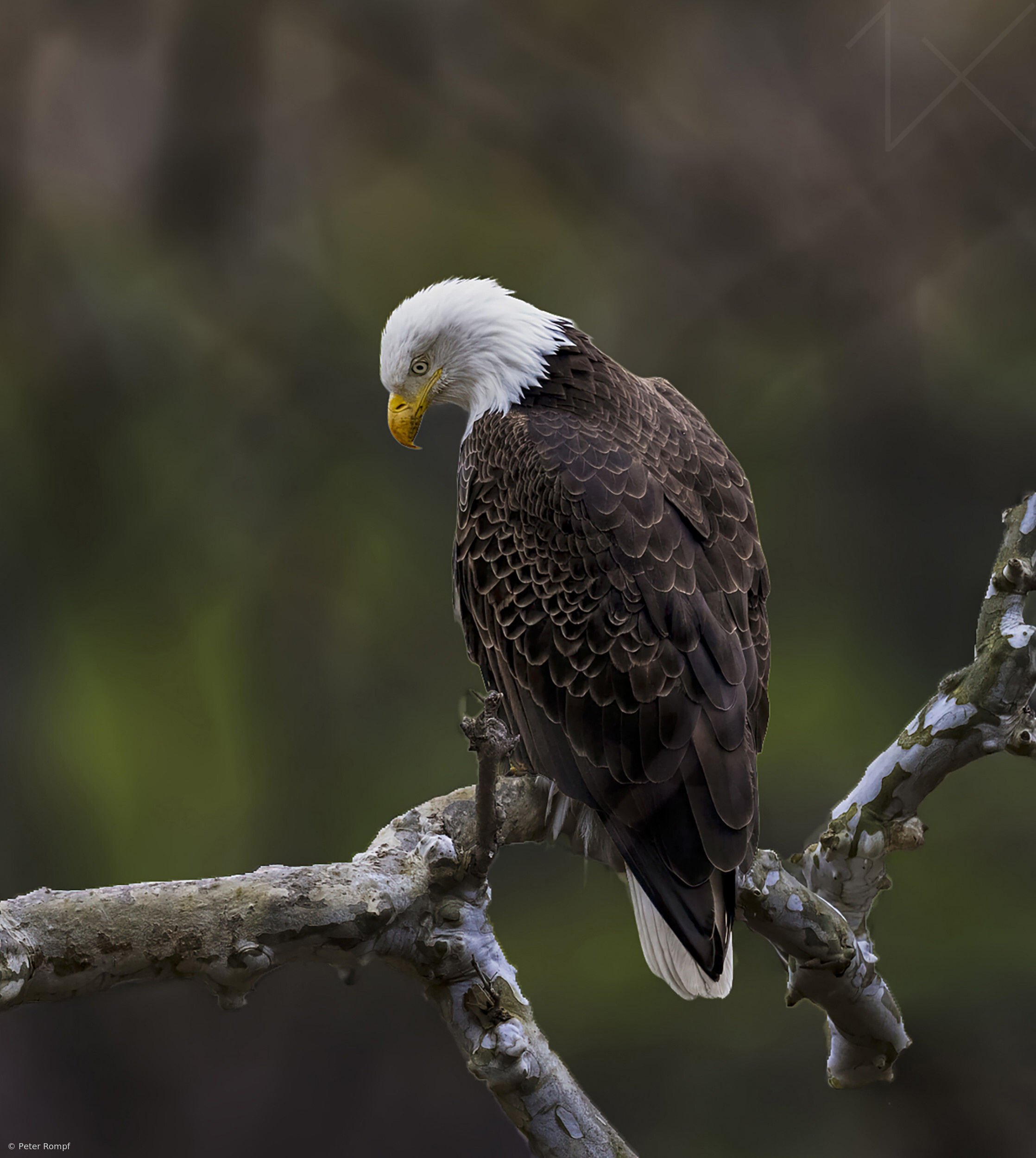 Bald Eagle by Peter Rompf