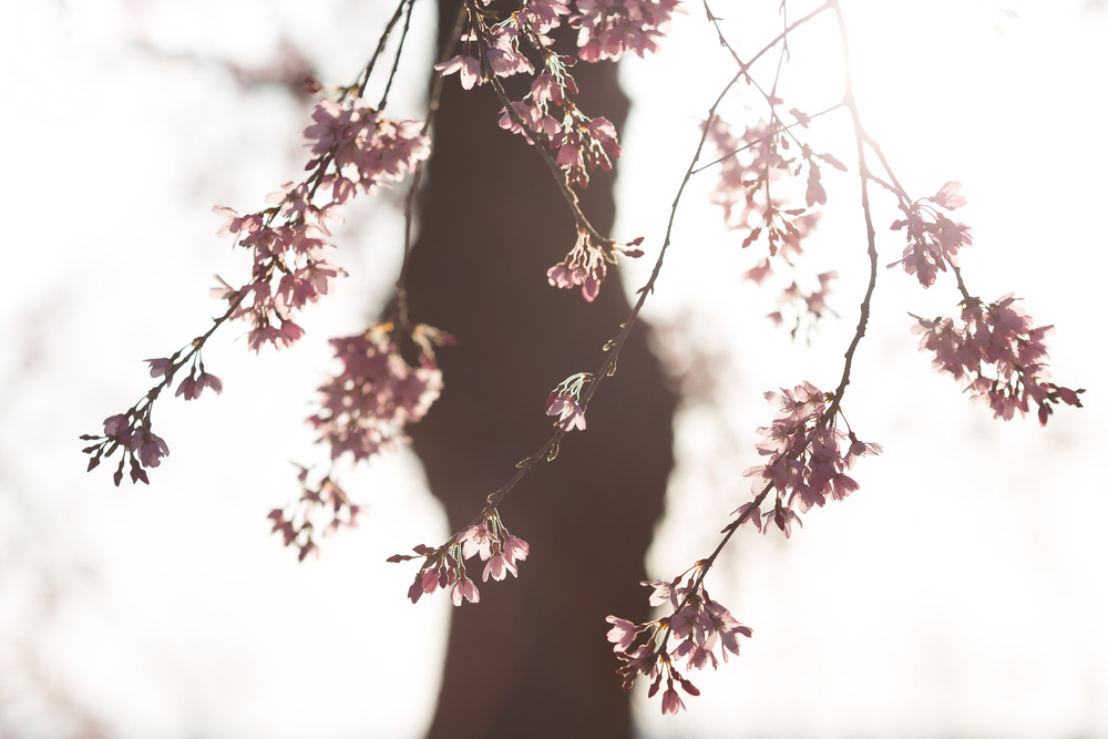 Soft Cherry Blossoms by Tsuneya Fujii — canvas wall art