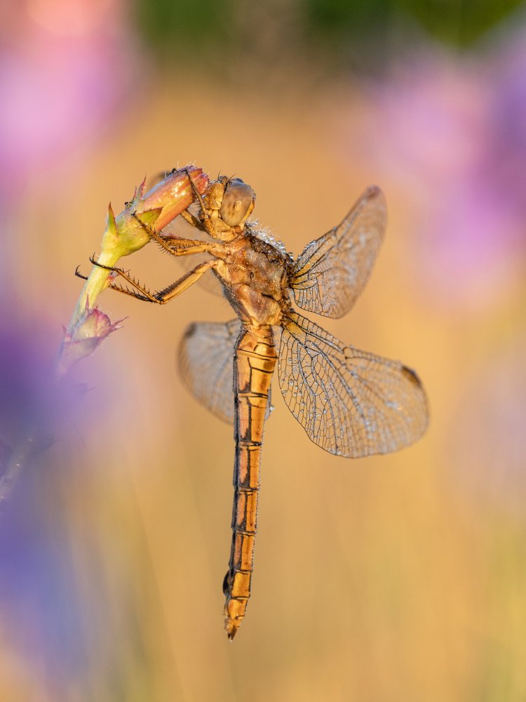 Golden Dragonfly Perched by Rostislav Kralik — canvas wall art