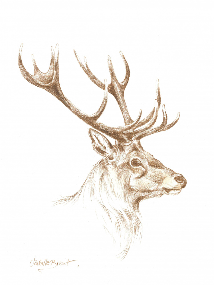 Majestic Stag Drawing by Isabelle Brent — canvas wall art