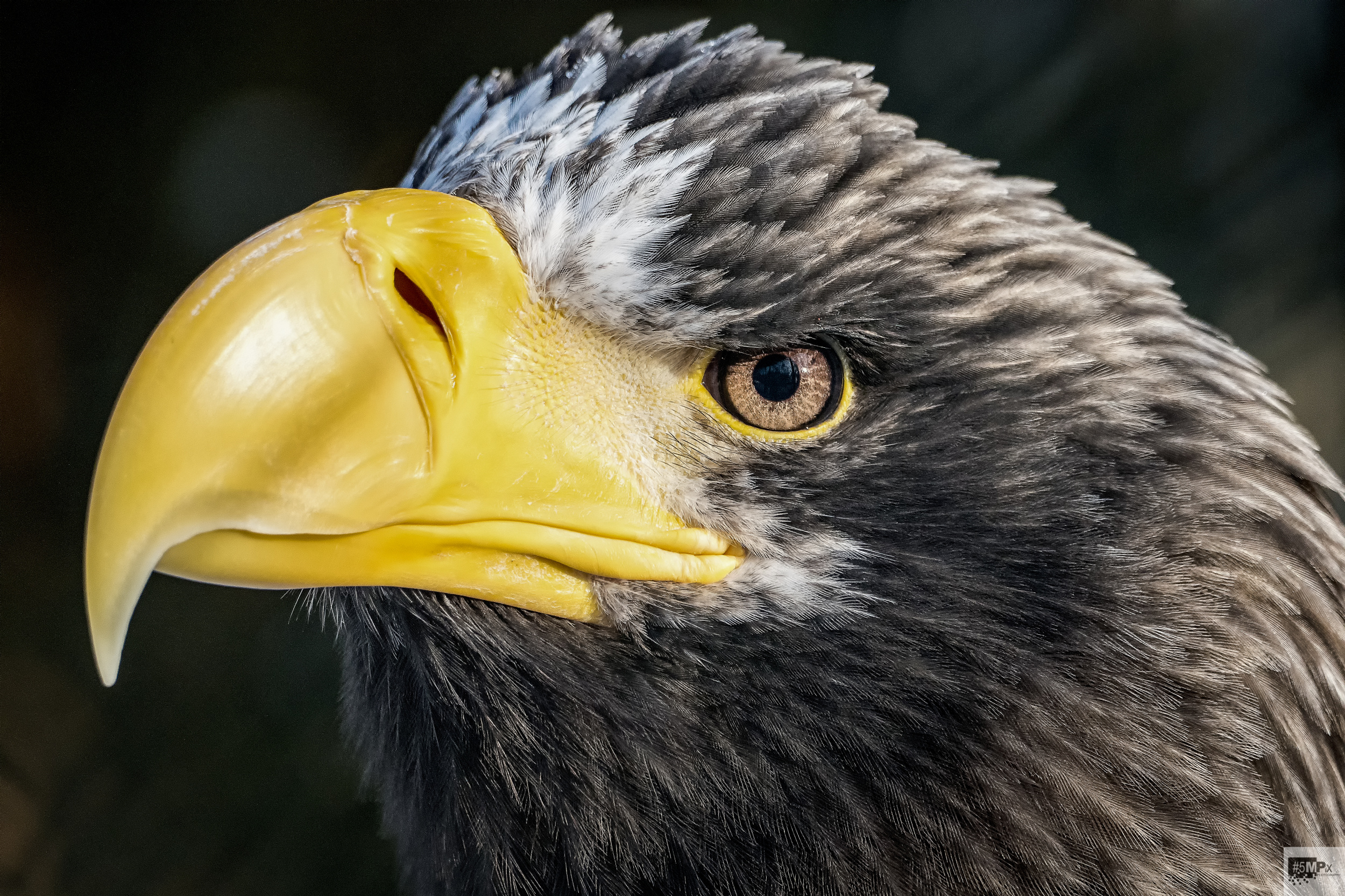 Stellers Seaeagle by Michael Geller