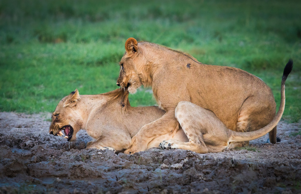 Primal Lion Mating by Kirill Trubitsyn — canvas wall art