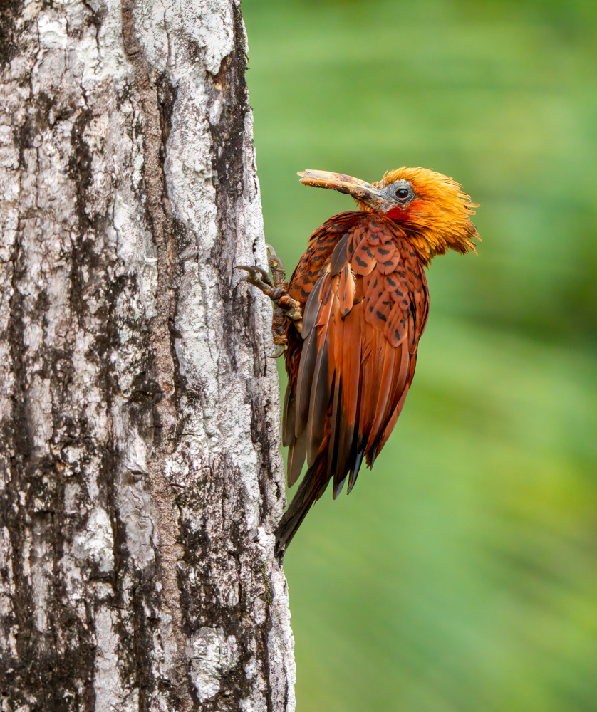 Vibrant Forest Woodpecker by Serena Duan — canvas wall art
