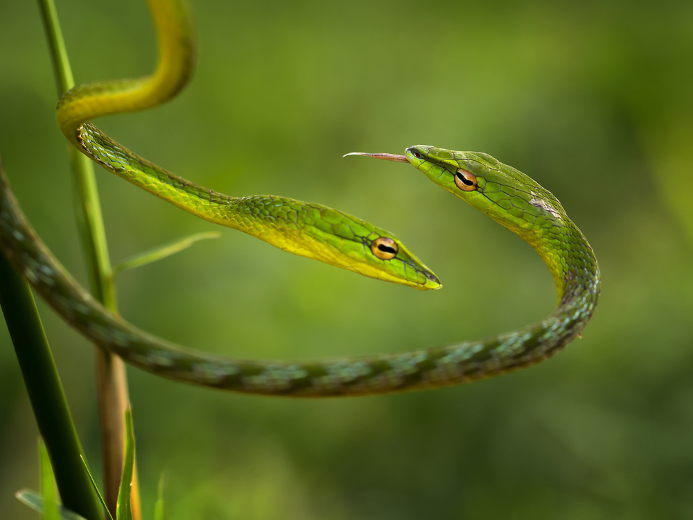 Two Green Snakes by Adhi Prayoga — canvas wall art