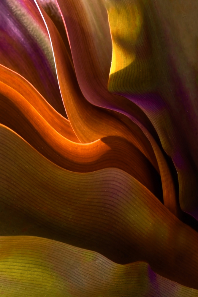 Organic Leaf Curves by Robin Wechsler — canvas wall art