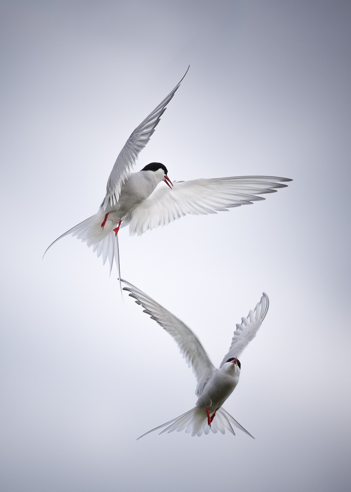 Arctic Terns in Flight by fegari — canvas wall art
