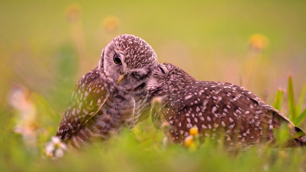 Gentle Owl Embrace by John Fan — canvas wall art
