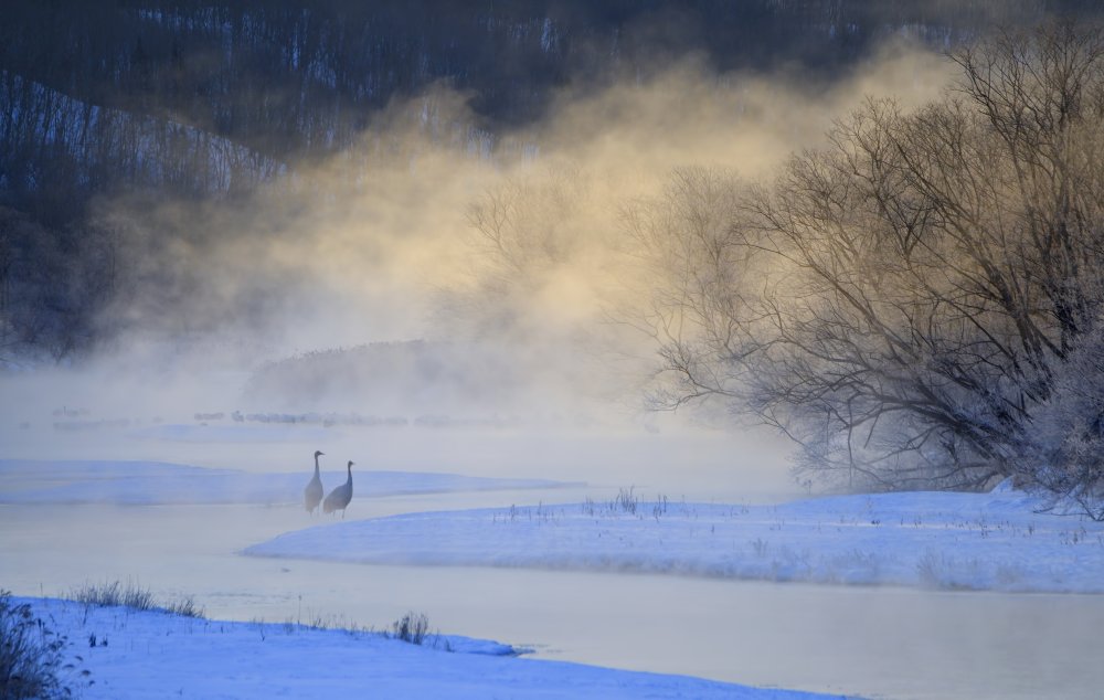 Misty River Cranes by Wei Tang — canvas wall art