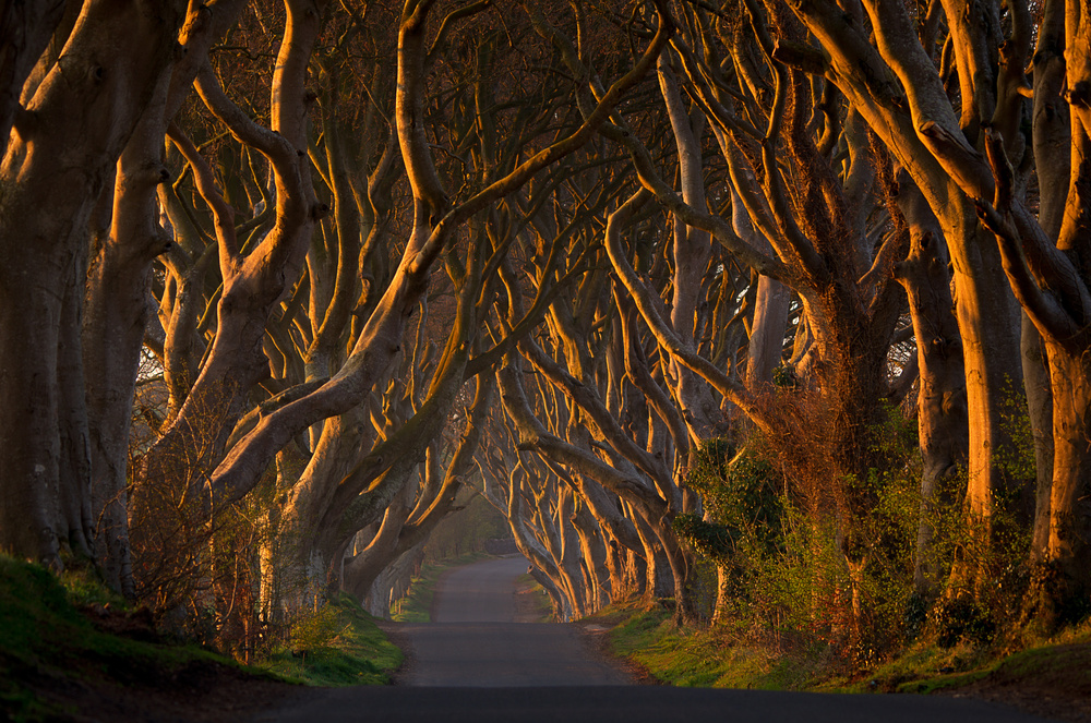 Golden Tree Tunnel by Piotr Galus — canvas wall art