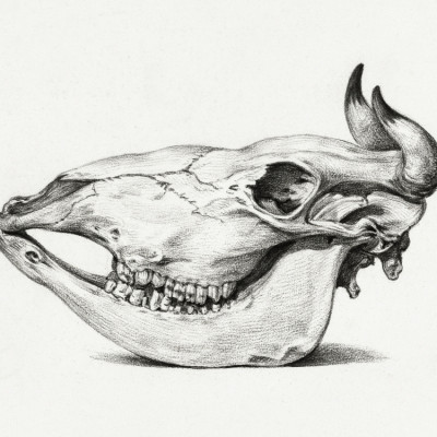 Skull of a Cow (1816)