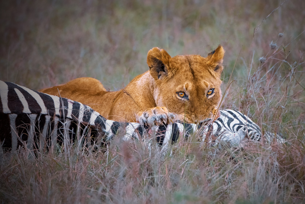Lioness Zebra Feast by Dr.Hitesh Patel — canvas wall art