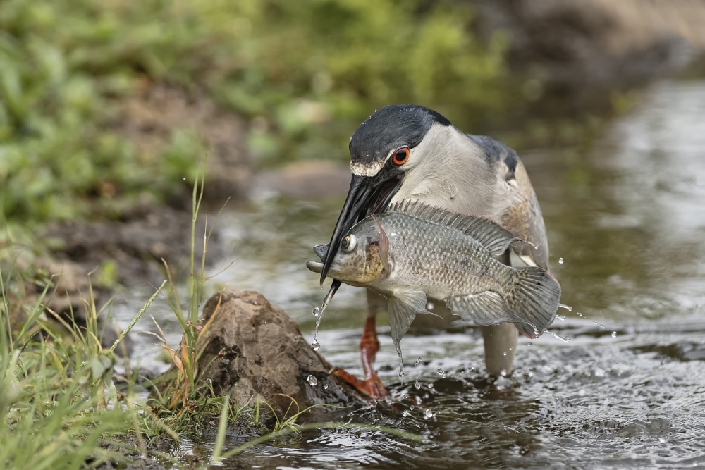 Night Heron Fishing by Peter Stahl — canvas wall art