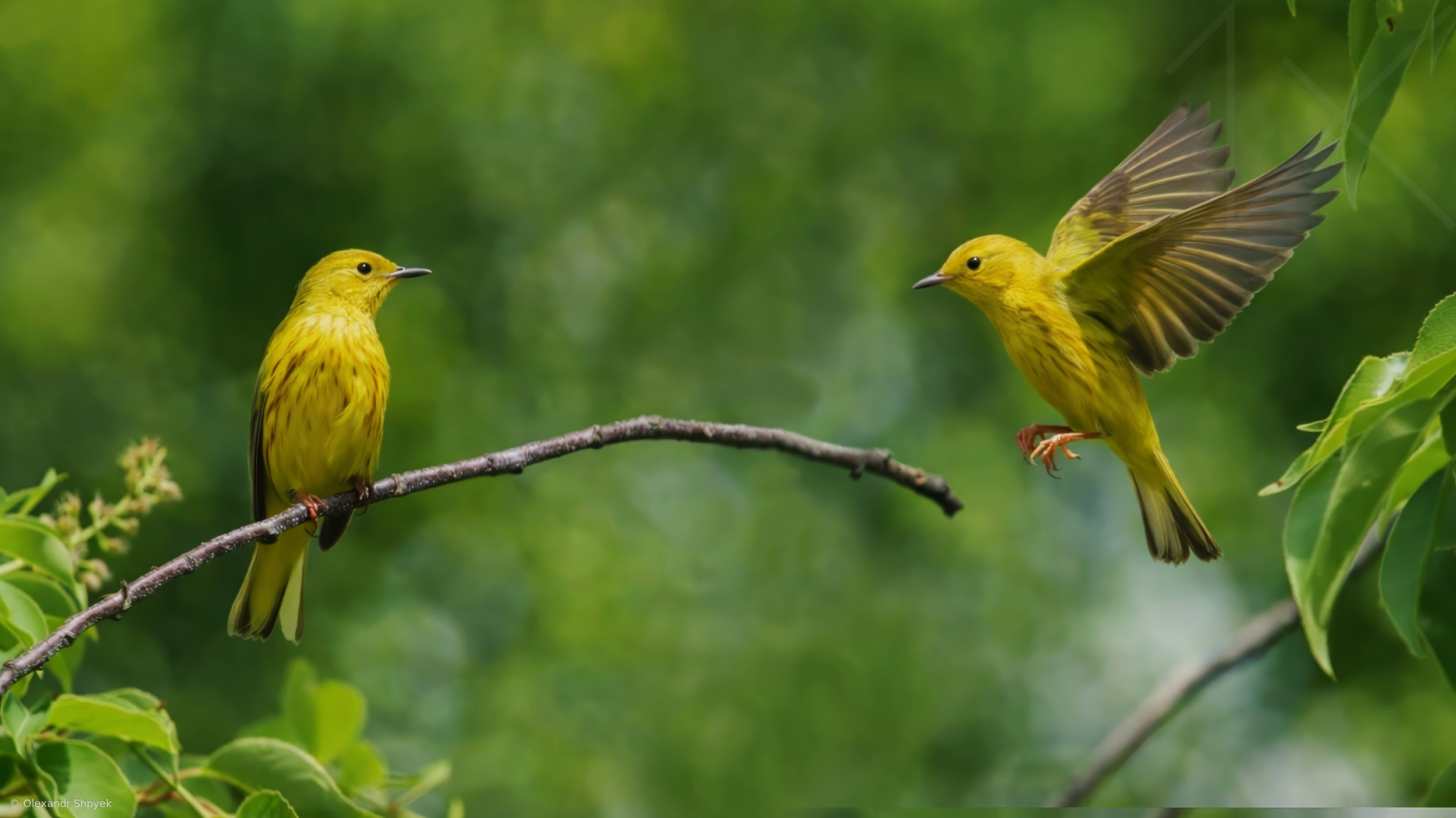 Yellow warblers