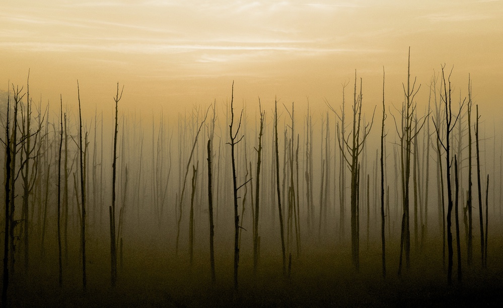 Golden Misty Trees by Mike Melnotte — canvas wall art
