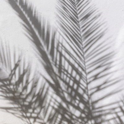 Sunlit Palm Shadows
