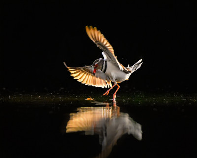 Prancing Bird A dancing bird by Siyu and Wei Photography