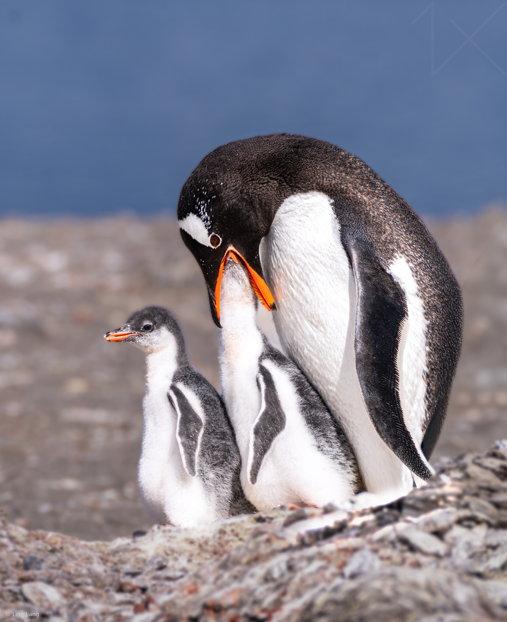 Antarctica Wildlife 1