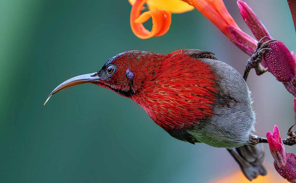 Crimson Sunbird Perch by Rahul Wedpathak — canvas wall art
