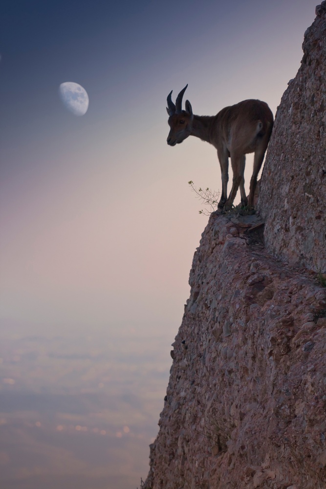 Mountain Goat Moonrise by Renato J. López Baldó — canvas wall art