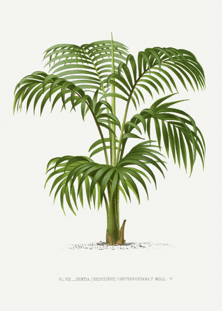 Kentia Vii by Les Palmiers Histoire Iconographique — canvas wall art