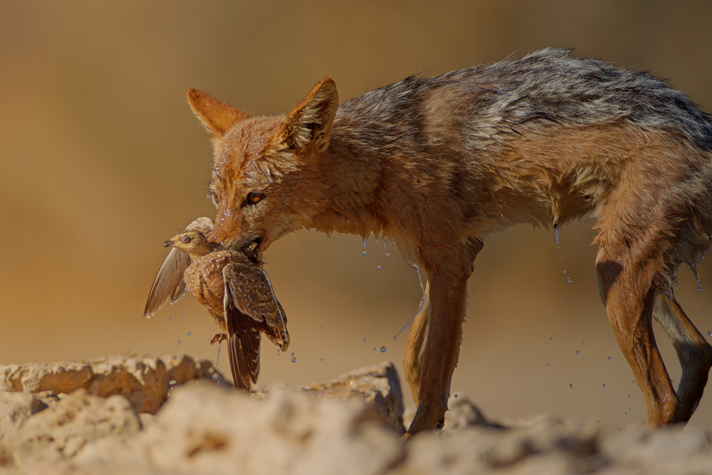 Wet Jackal Hunts Bird by Ozkan Ozmen / Big Lens Adventures — canvas wall art
