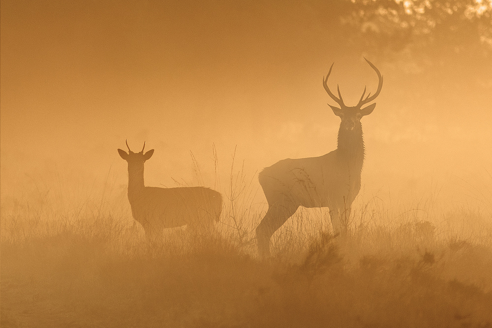 Misty Morning Stag by Jaap van den Helm — canvas wall art