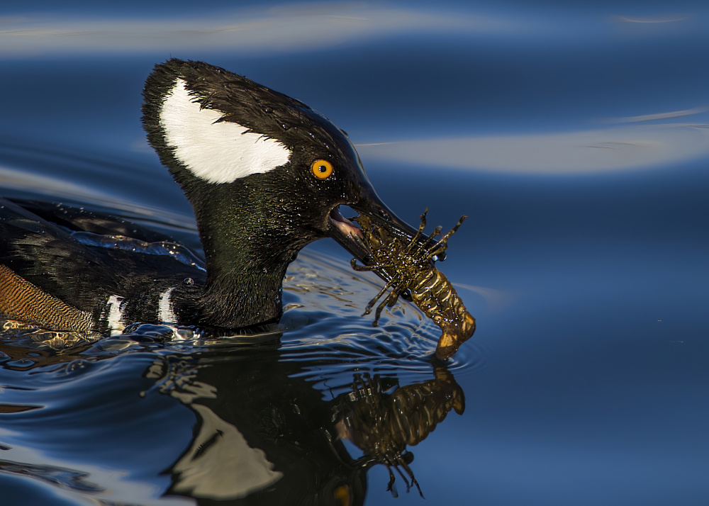 Merganser Catches Crayfish by verdon — canvas wall art