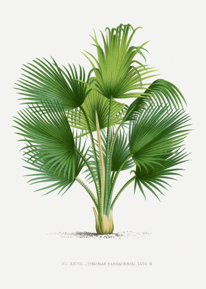 Xxvii Thrinax B by Les Palmiers Histoire Iconographique — canvas wall art