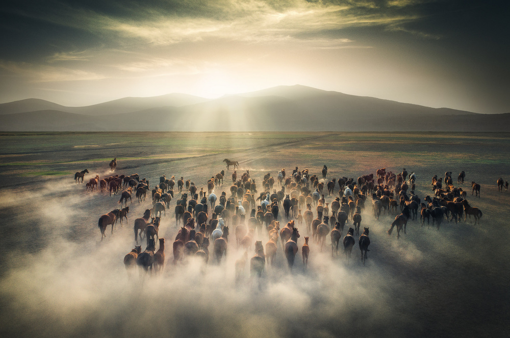 Wild Horses in Dust by Cuma Cevik — canvas wall art