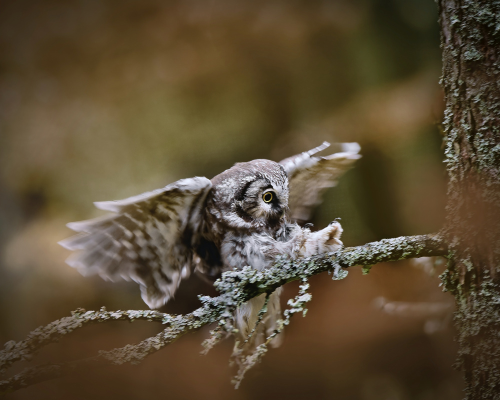 Forest Owl Landing by Michaela Firešová — canvas wall art