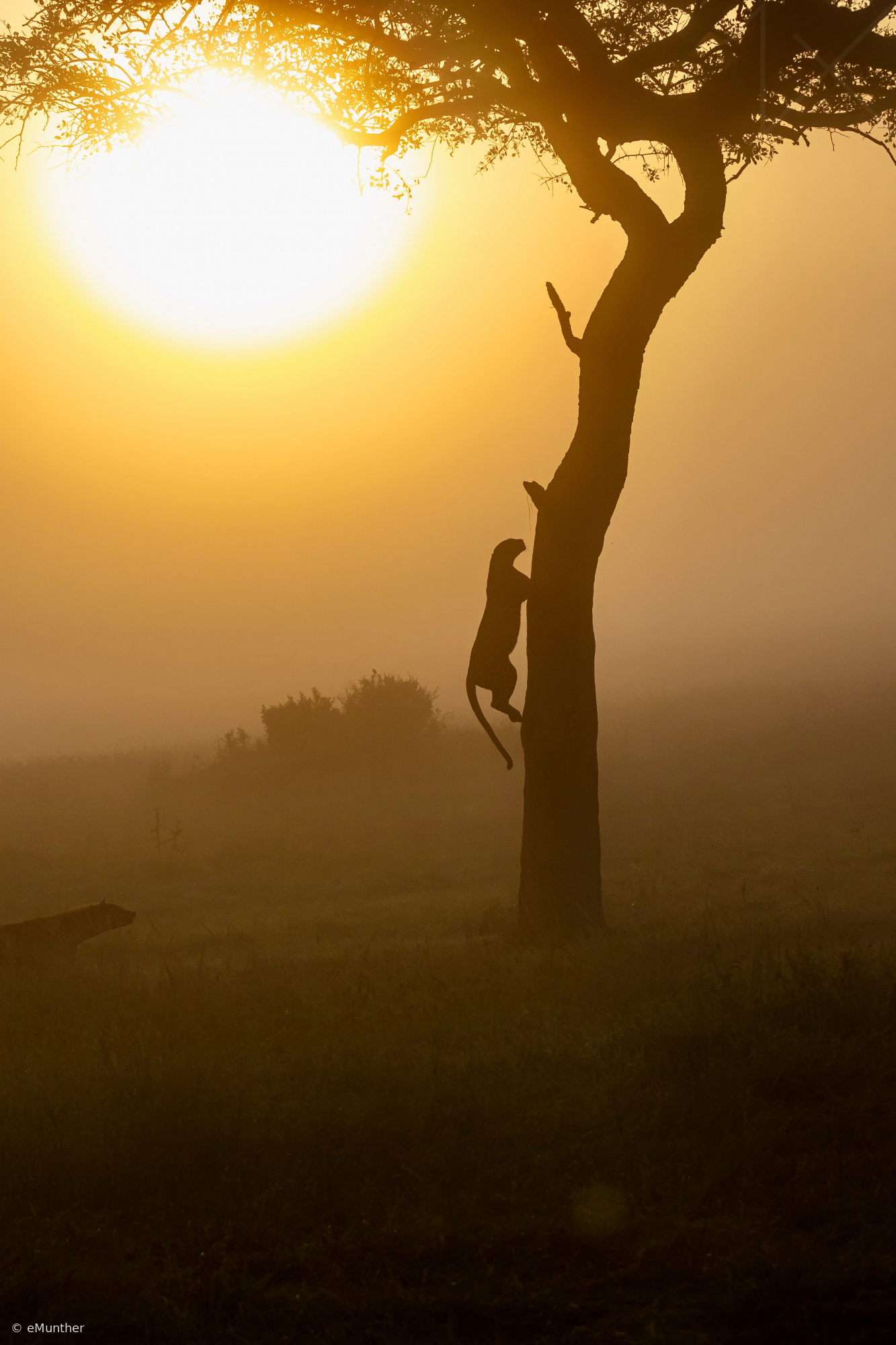 Silhouettes