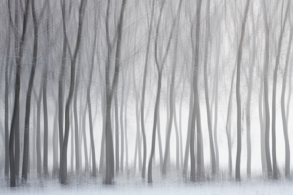 Misty Winter Forest by Marco Galimberti — canvas wall art