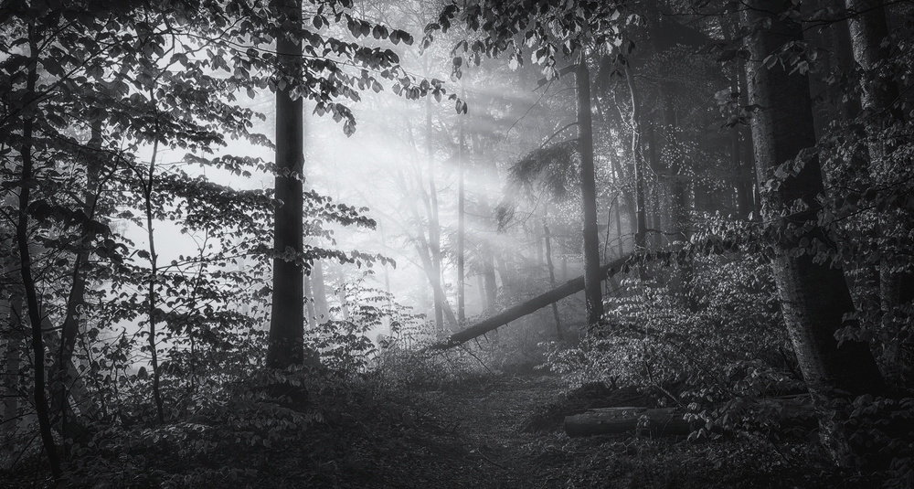 Misty Forest Light by Norbert Maier — canvas wall art