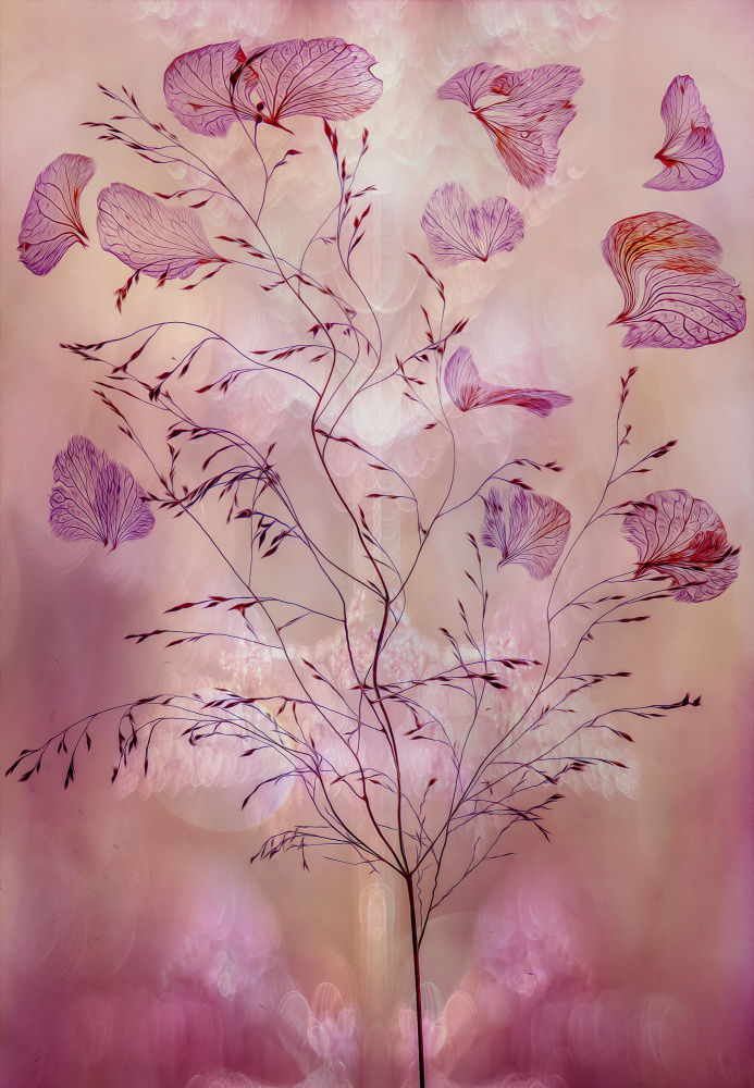 Ethereal Pink Botanicals by Hilda van der Lee — canvas wall art