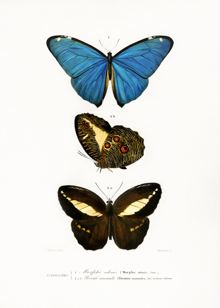 Different Types of Butterflies II by Charles Dessalines D Orbigny — canvas wall art