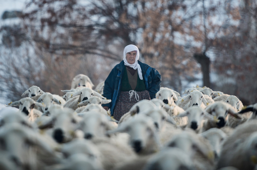 Winter Shepherdess Among Sheep by Yavuz Pancareken — canvas wall art
