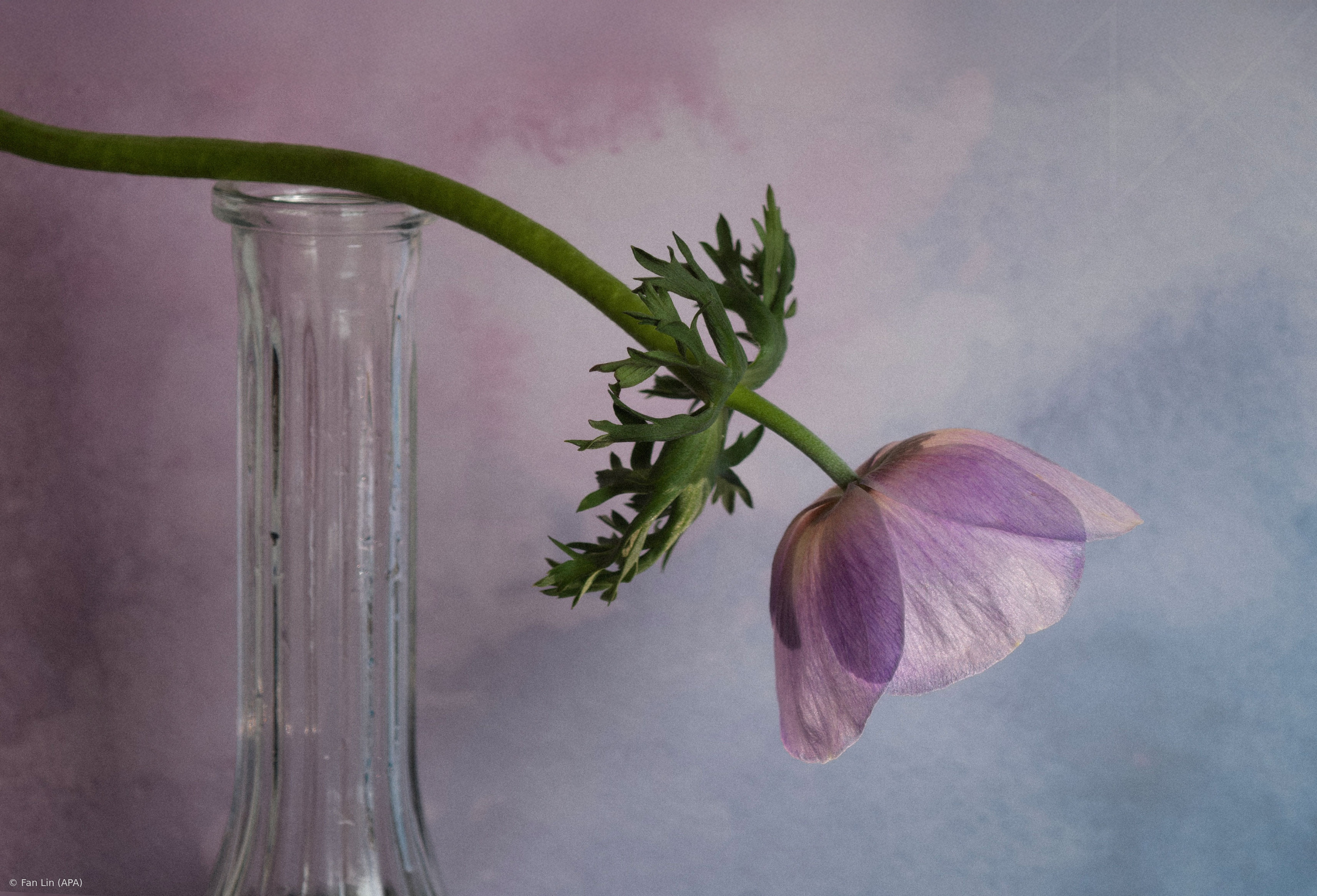 Anemone 2