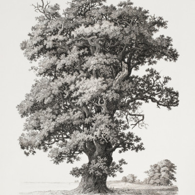 Tree studies After Nature With Regard To Landscape Drawing