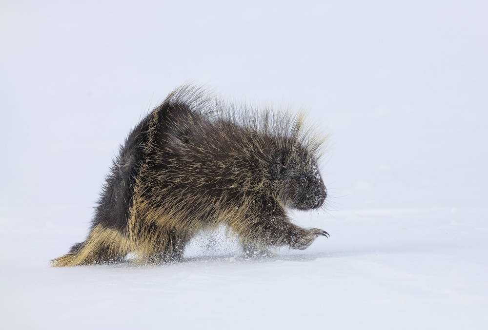 Winter Porcupine Sprint by Peter Stahl — canvas wall art